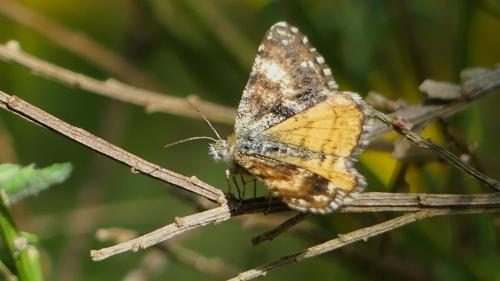 Isturgia famula